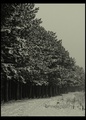 In The Forest.&hellip;