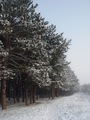 In The Forest.&hellip;