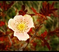 Lady of The Fl&hellip;
