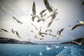 Bosphorus Seag&hellip;