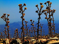 Sanjaju li Mar&hellip;