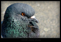 portret jednog&hellip;