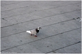 Bird - Lošinj &hellip;