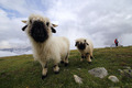 Blacknose shee&hellip;