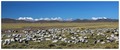 Tibetanski paš&hellip;