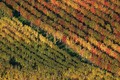 Jesen u vinogr&hellip;