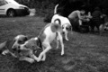 canine sociali&hellip;