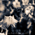 A bell that al&hellip;