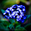 Blue-rayed Gal&hellip;