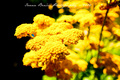 Kick-yellow co&hellip;