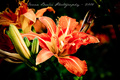 Lily of the Va&hellip;