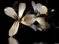 In a memory of&hellip;