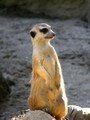 Timon, the Mod&hellip;