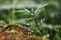 Forest miniatu&hellip;