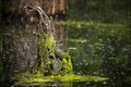 Swamp Fashion &hellip;