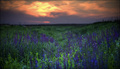Sunset in the &hellip;