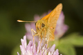 Just a butterf&hellip;