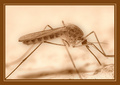 Mosquito in se&hellip;