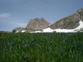 Planina