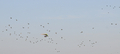 Galebovi, divl&hellip;