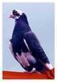 birmingenski r&hellip;