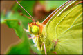 butterfly prof&hellip;