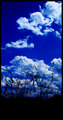 grass silhouet&hellip;