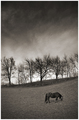 Horse with no &hellip;