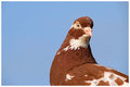birmingenski p&hellip;