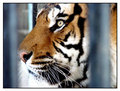 the prisoner I&hellip;