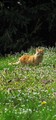Felis catus do&hellip;