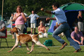 braco italiano&hellip;