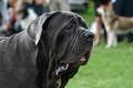 mastino napole&hellip;