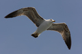 galeb