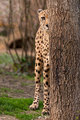 srivača ;) sor&hellip;