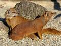 mungosi 2