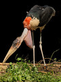 marabu