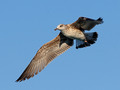 galeb2