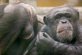 africke sljive&hellip;