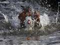 splash