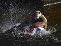 splash 5