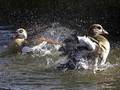 splash 4