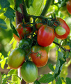 Glowing Tomato&hellip;