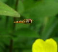 Harrier Protot&hellip;