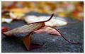 upss..leaves_l&hellip;