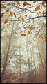 when autumn le&hellip;