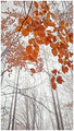 when autumn le&hellip;
