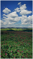 der rote laeuf&hellip;