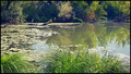 in the jungle,&hellip;