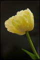 sunce mu na sp&hellip;